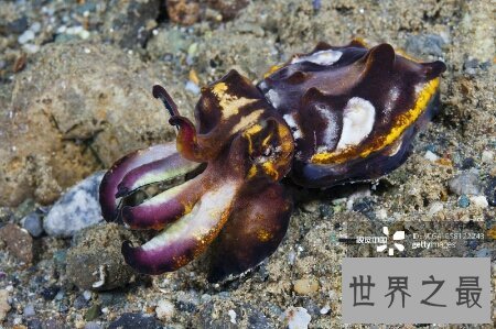 【图】火焰乌贼是一种有剧毒的生物 生存在陆地里