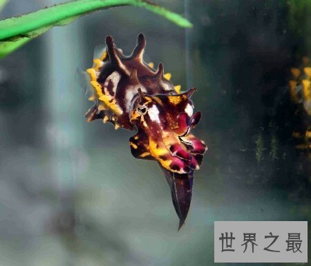 【图】火焰乌贼是一种有剧毒的生物 生存在陆地里