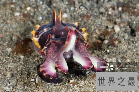 【图】火焰乌贼是一种有剧毒的生物 生存在陆地里