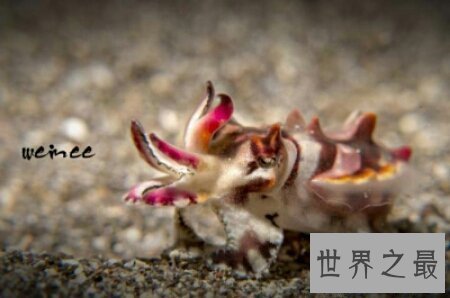 【图】火焰乌贼是一种有剧毒的生物 生存在陆地里