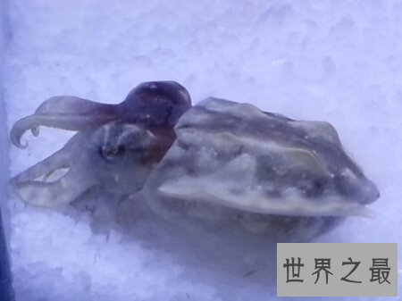 【图】火焰乌贼是一种有剧毒的生物 生存在陆地里