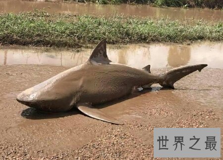 【图】牛鲨的杀伤力和大白鲨哪个大 它们咬人吗