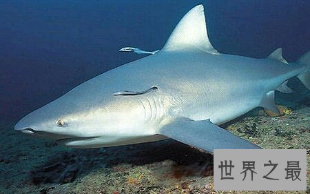 【图】牛鲨的杀伤力和大白鲨哪个大 它们咬人吗