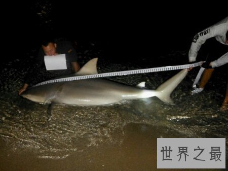 【图】牛鲨的杀伤力和大白鲨哪个大 它们咬人吗