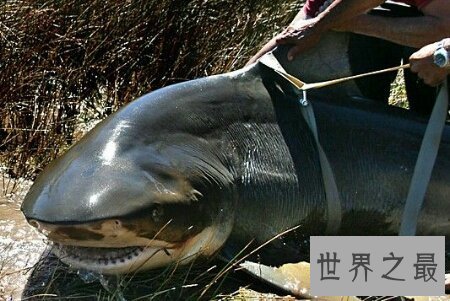 【图】牛鲨的杀伤力和大白鲨哪个大 它们咬人吗
