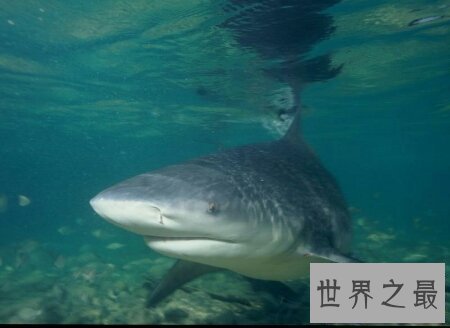 【图】牛鲨的杀伤力和大白鲨哪个大 它们咬人吗