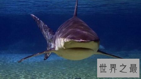 【图】牛鲨的杀伤力和大白鲨哪个大 它们咬人吗