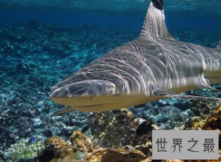 【图】牛鲨的杀伤力和大白鲨哪个大 它们咬人吗