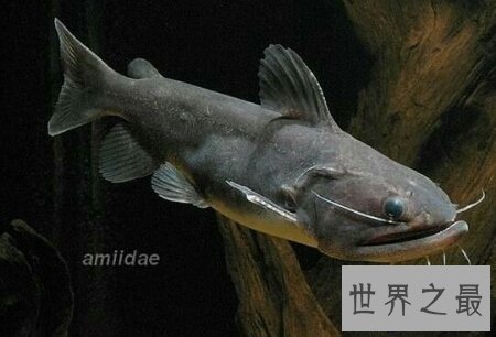 【图】大嘴鲸不是鲸鱼 而是鲶鱼科的一种