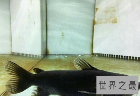 【图】大嘴鲸不是鲸鱼 而是鲶鱼科的一种
