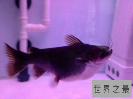 【图】大嘴鲸不是鲸鱼 而是鲶鱼科的一种