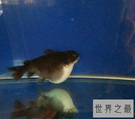 【图】大嘴鲸不是鲸鱼 而是鲶鱼科的一种