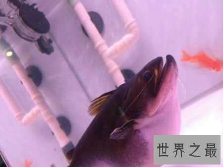 【图】大嘴鲸不是鲸鱼 而是鲶鱼科的一种