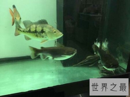 【图】大嘴鲸不是鲸鱼 而是鲶鱼科的一种