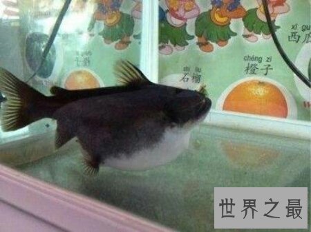 【图】大嘴鲸不是鲸鱼 而是鲶鱼科的一种