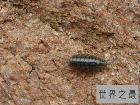 【图】海蟑螂不只是一种动物 而且它还是一种药材