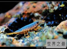 【图】海蟑螂不仅是一种动物 而且它还是一种药材