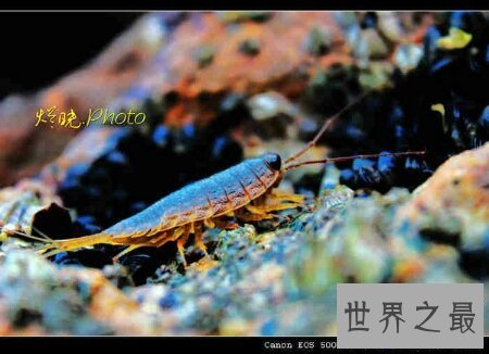 【图】海蟑螂不只是一种动物 而且它还是一种药材