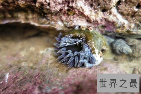 【图】海蟑螂不只是一种动物 而且它还是一种药材