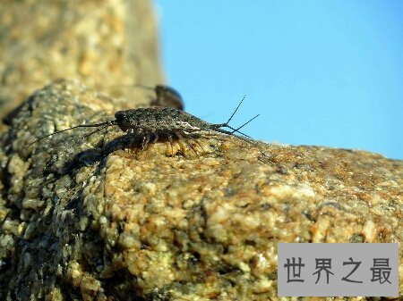 【图】海蟑螂不只是一种动物 而且它还是一种药材