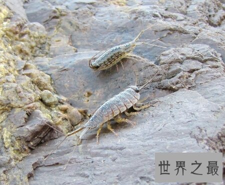 【图】海蟑螂不只是一种动物 而且它还是一种药材