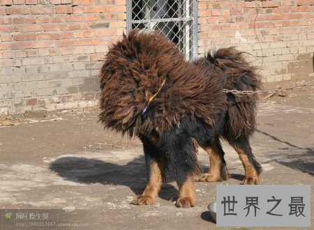 【图】原生藏獒的厉害水平有多大 它伤人吗