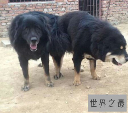 【图】原生藏獒的厉害水平有多大 它伤人吗