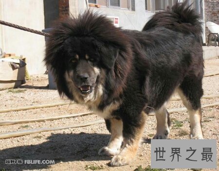 【图】原生藏獒的厉害水平有多大 它伤人吗