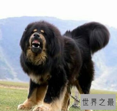 【图】原生藏獒的厉害水平有多大 它伤人吗
