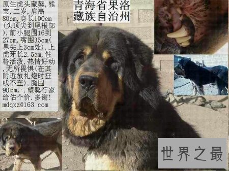 【图】原生藏獒的厉害水平有多大 它伤人吗