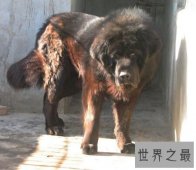 【图】原生藏獒的凶猛程度有多大 它伤人吗