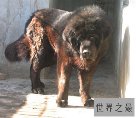 【图】原生藏獒的厉害水平有多大 它伤人吗