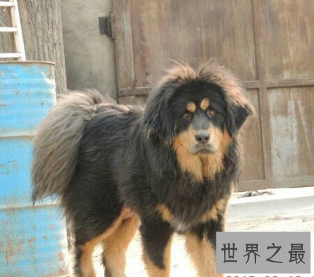 【图】原生藏獒的厉害水平有多大 它伤人吗