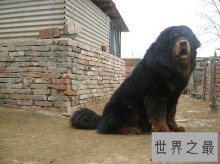 【图】原生藏獒的厉害水平有多大 它伤人吗