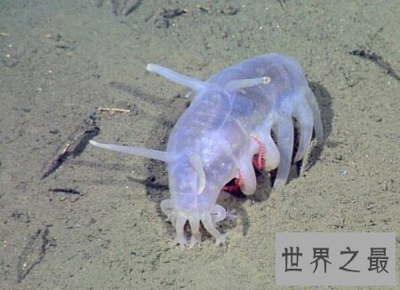 【图】海猪的长相十分的可恶 它有很多触手哦