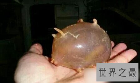 【图】海猪的长相十分的可恶 它有很多触手哦