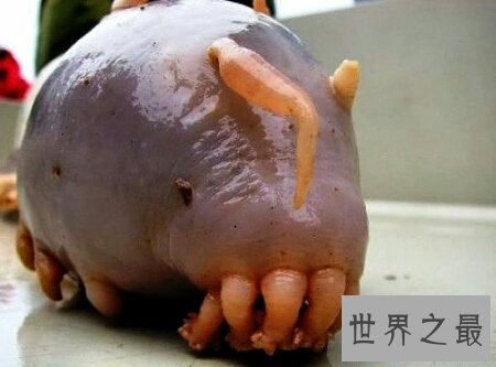 【图】海猪的长相十分的可恶 它有很多触手哦