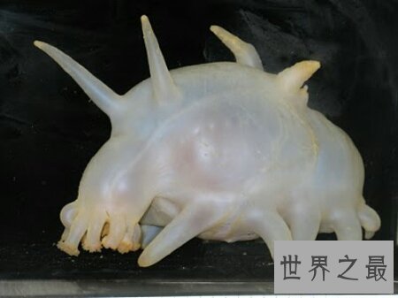 【图】海猪的长相十分的可恶 它有很多触手哦