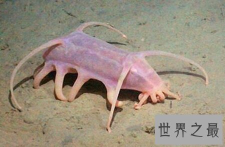 【图】海猪的长相十分的可恶 它有很多触手哦