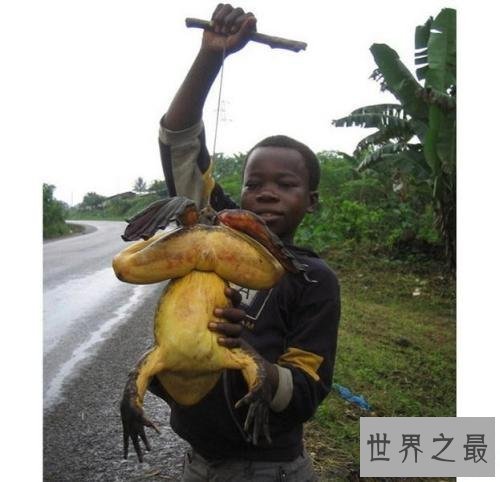 【图】世界上最大的青蛙，非洲巨蛙，但不介意食用