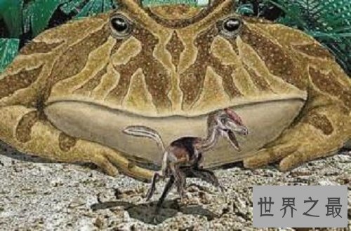 【图】世界上最大的青蛙，非洲巨蛙，但不介意食用