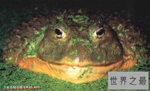 【图】世界上最大的青蛙，非洲巨蛙，但不介意食用