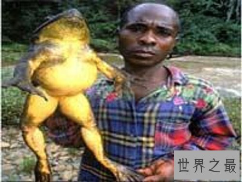 【图】世界上最大的青蛙，非洲巨蛙，但不介意食用