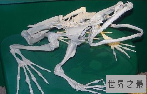 【图】世界上最大的青蛙，非洲巨蛙，但不介意食用