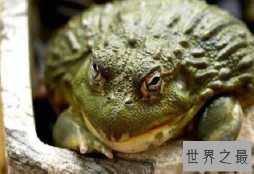 【图】世界上最大的青蛙，非洲巨蛙，但不介意食用