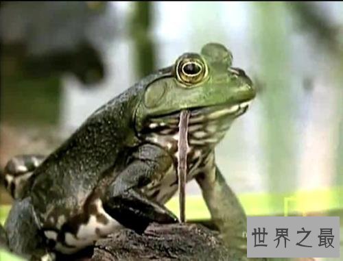 【图】世界上最大的青蛙，非洲巨蛙，但不介意食用