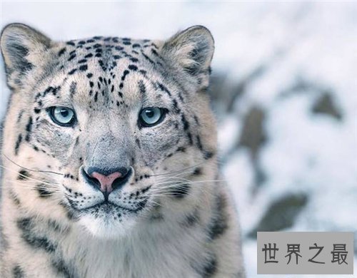 【图】保护濒危动物是每集体的责任 七种濒危动物引见