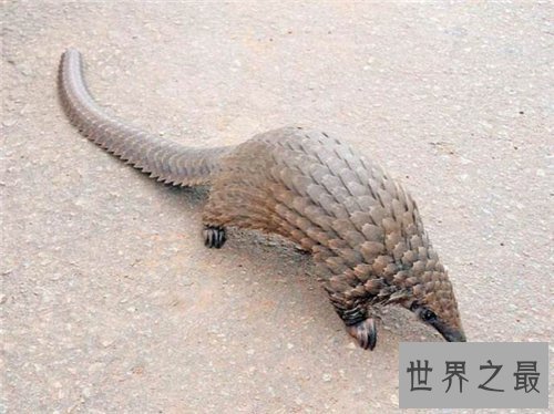 【图】保护濒危动物是每集体的责任 七种濒危动物引见