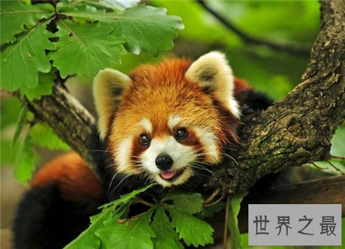 【图】保护濒危动物是每集体的责任 七种濒危动物引见