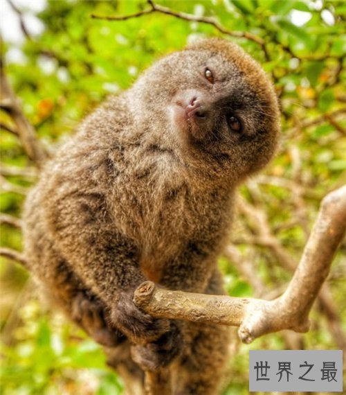 【图】保护濒危动物是每集体的责任 七种濒危动物引见